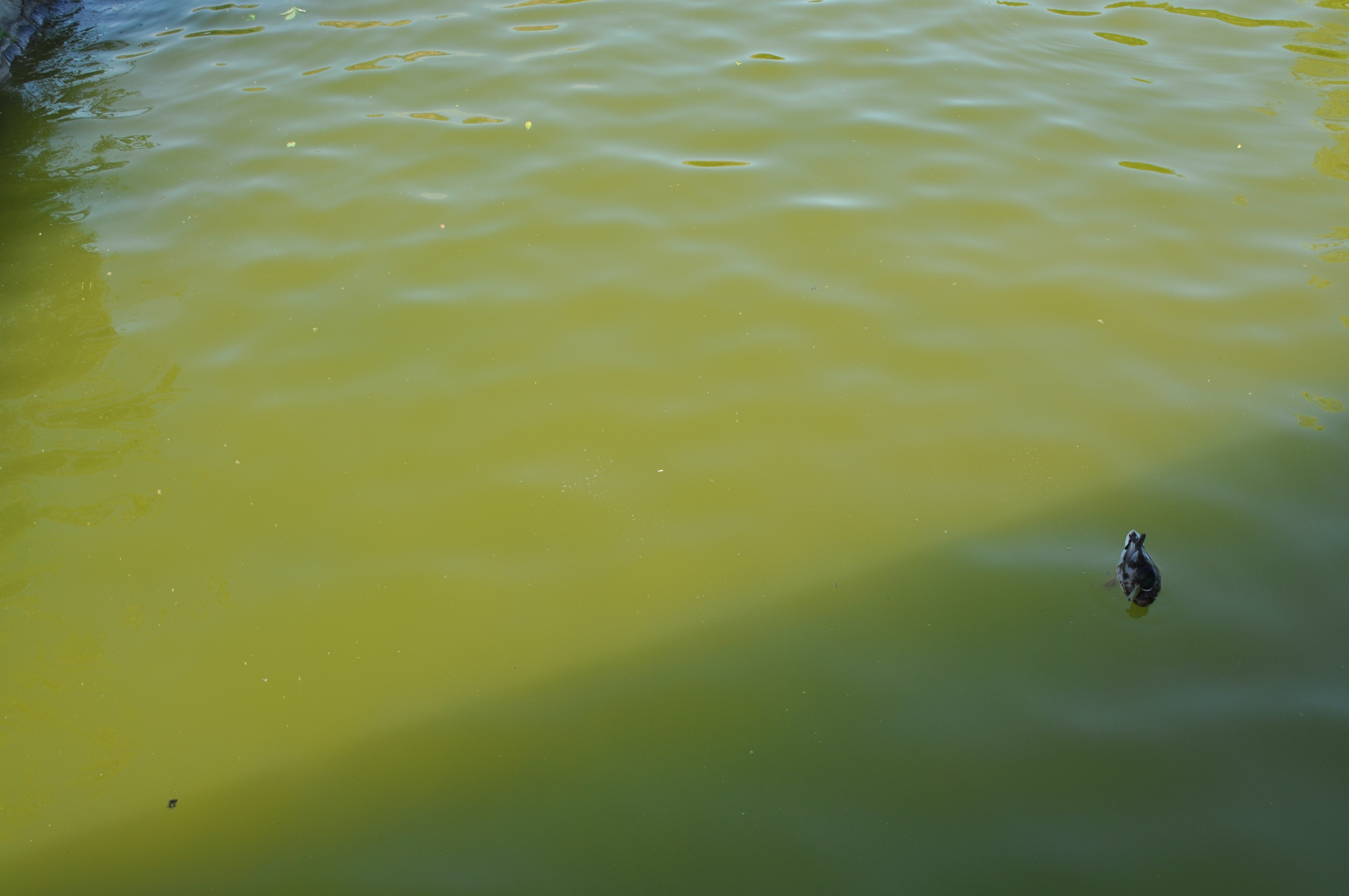 Duck submerging his head underwater a fountains green water.