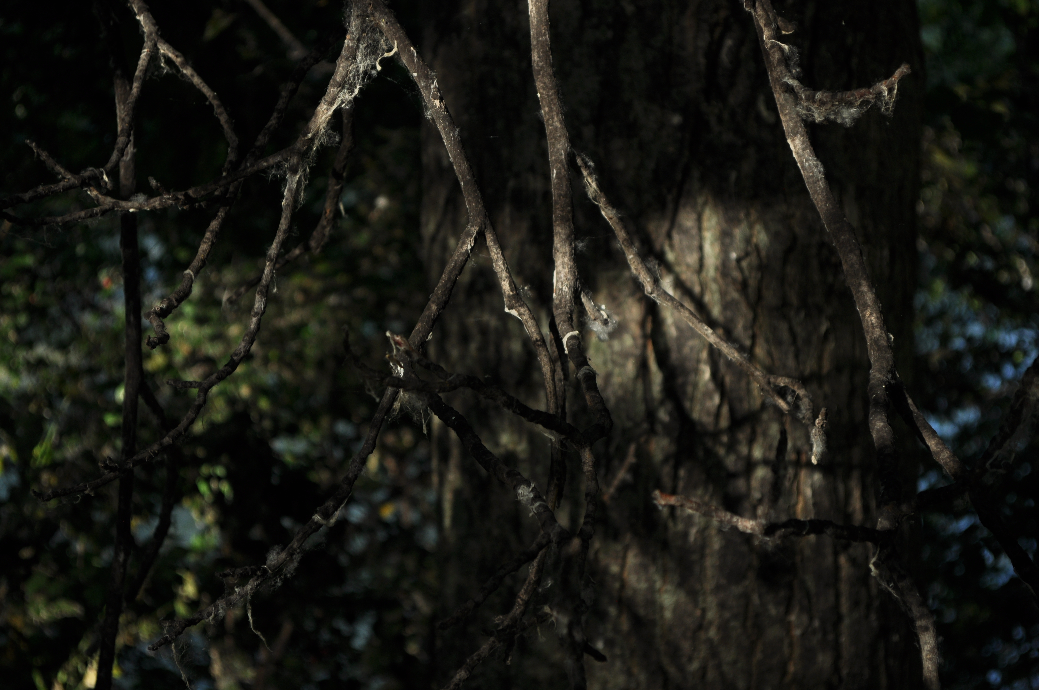Branches in the shadow.